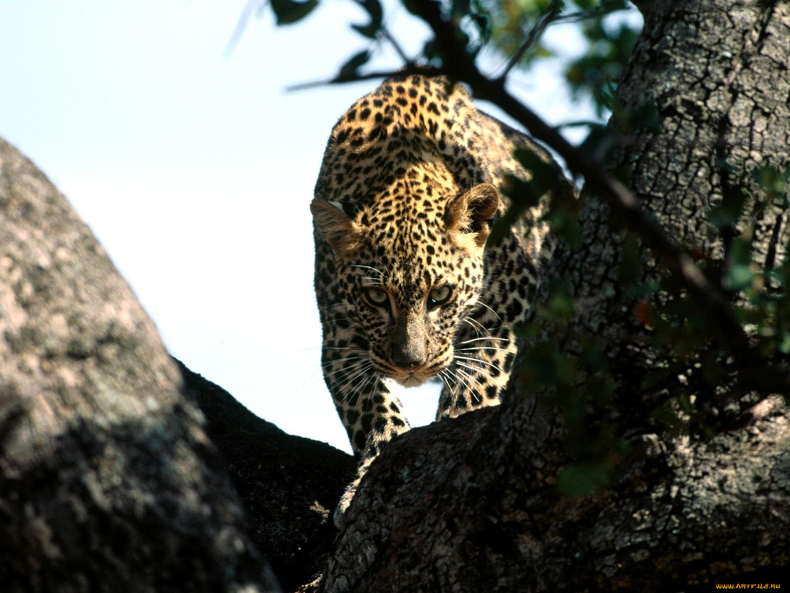 silent, prowler, african, leopard, , 